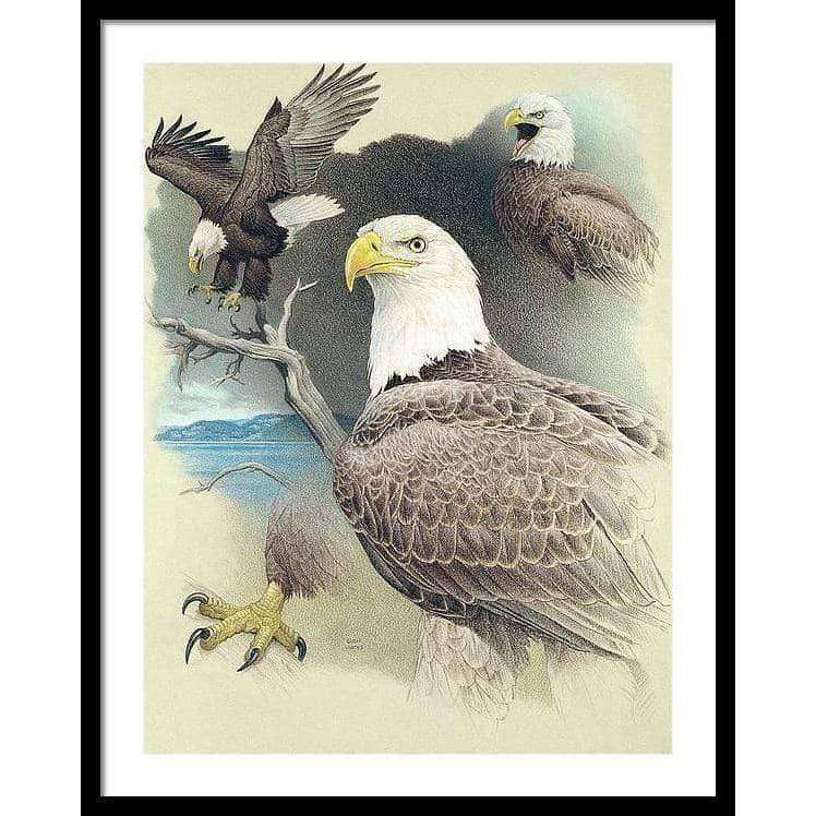 Bald Eagle Montage - Framed Print | Artwork by Glen Loates