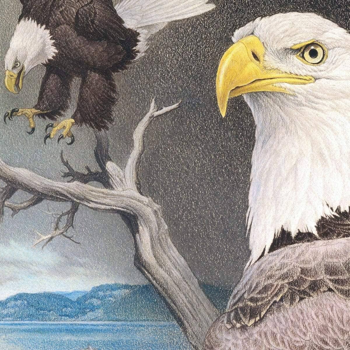Bald Eagle Montage - Framed Print | Artwork by Glen Loates