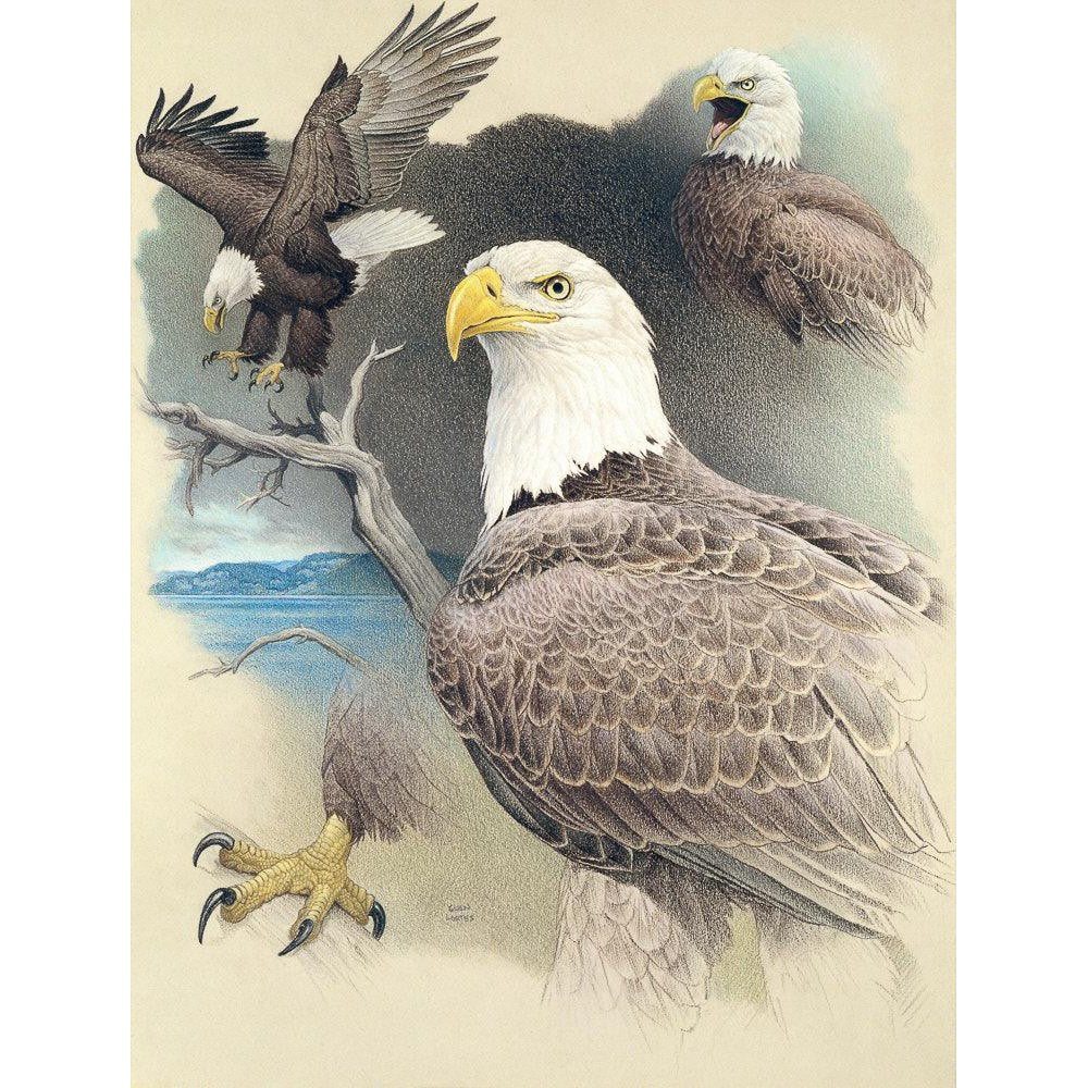 Bald Eagle Montage - Framed Print | Artwork by Glen Loates