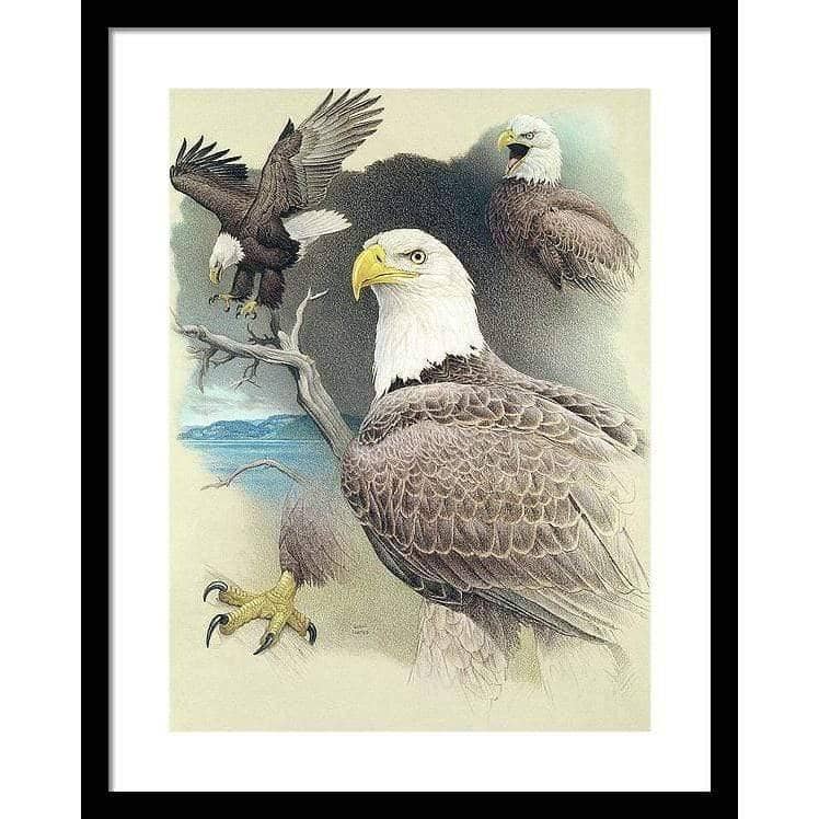 Bald Eagle Montage - Framed Print | Artwork by Glen Loates