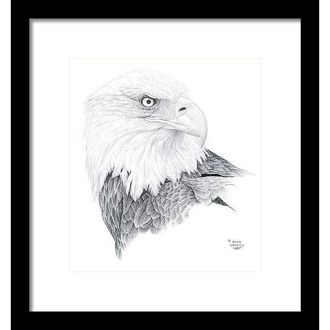 Bald Eagle Portrait - Framed Print | Artwork by Glen Loates