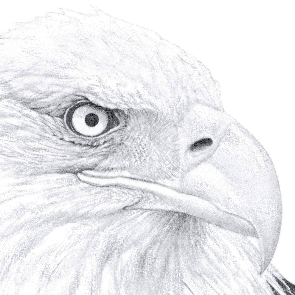 Bald Eagle Portrait - Framed Print | Artwork by Glen Loates