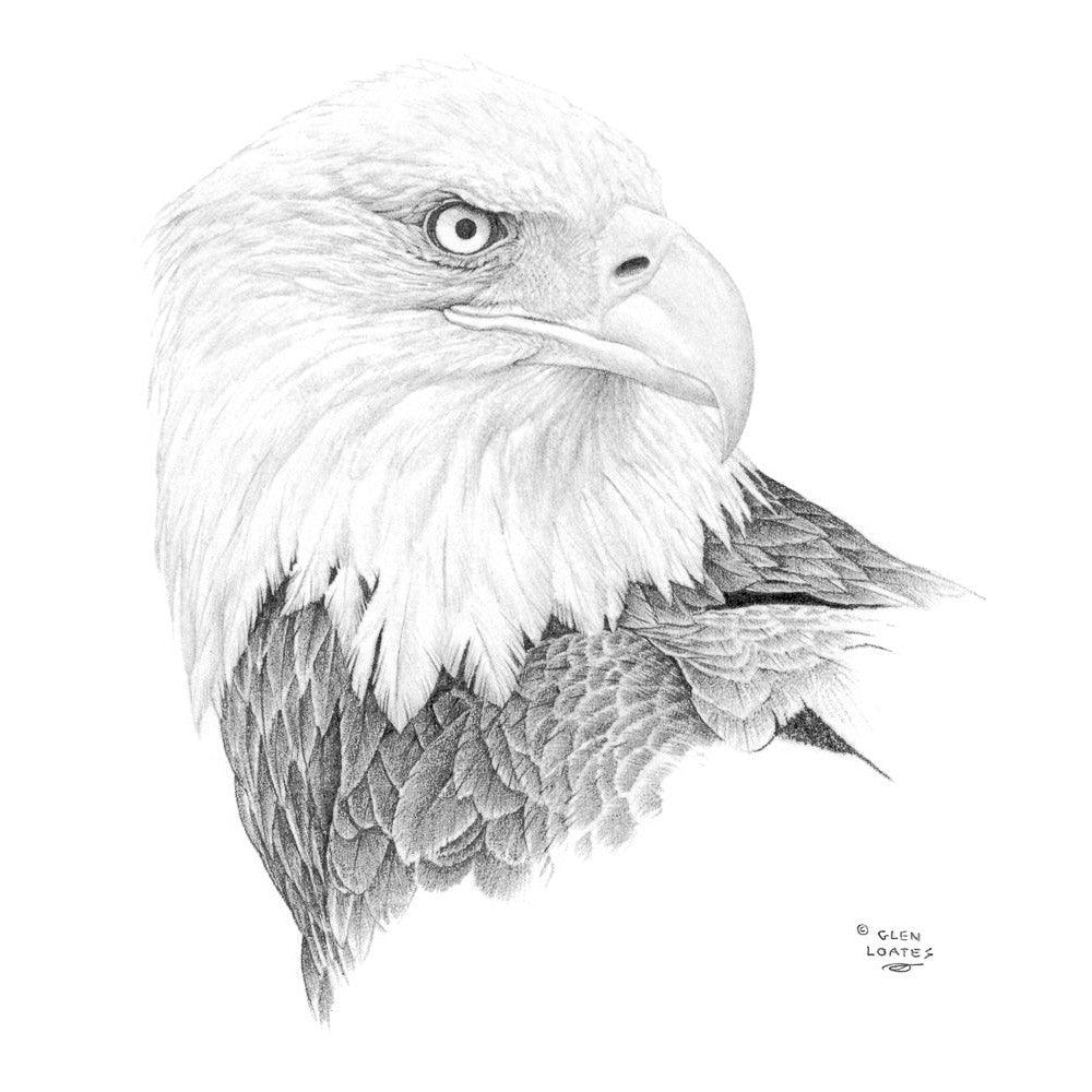 Bald Eagle Portrait - Framed Print | Artwork by Glen Loates