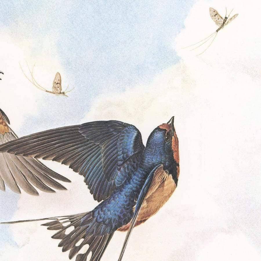 Barn Swallows - Framed Print | Artwork by Glen Loates