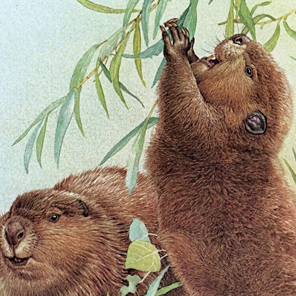 Beavers - Framed Print | Artwork by Glen Loates