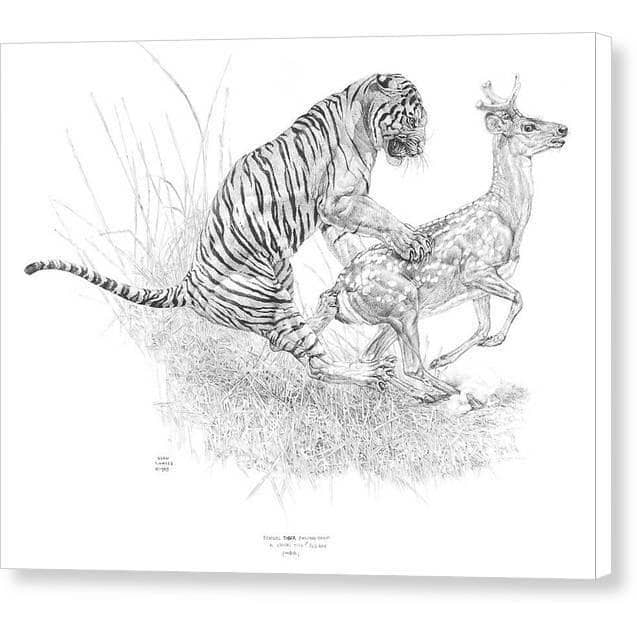 Bengal Tiger Pulling Down a Chital Deer by Glen Loates, gallery canvas: a pencil drawing of a Bengal tiger bringing down a chital deer