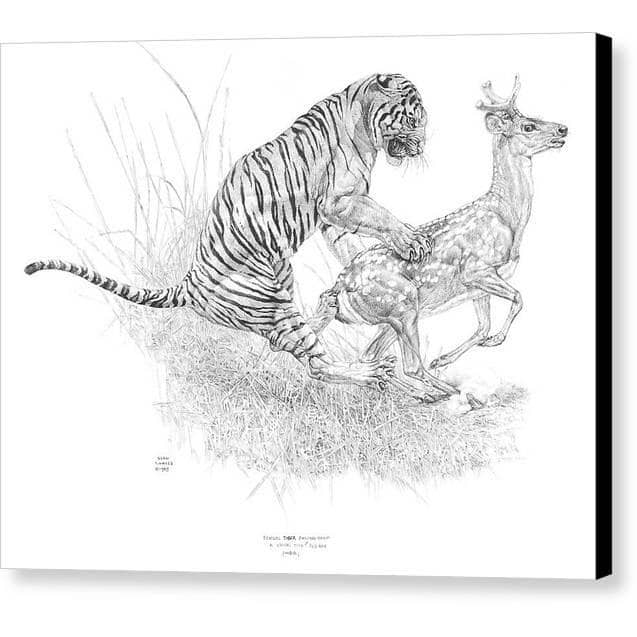 Bengal Tiger Pulling Down a Chital Deer by Glen Loates, gallery canvas with black wrapped edges