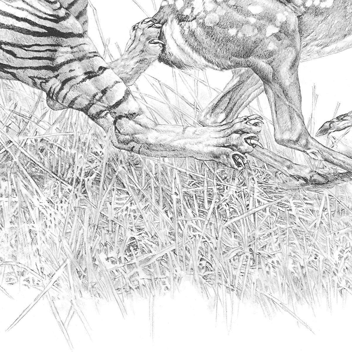 Bengal Tiger Pulling Down a Chital Deer - Framed Print | Artwork by Glen Loates