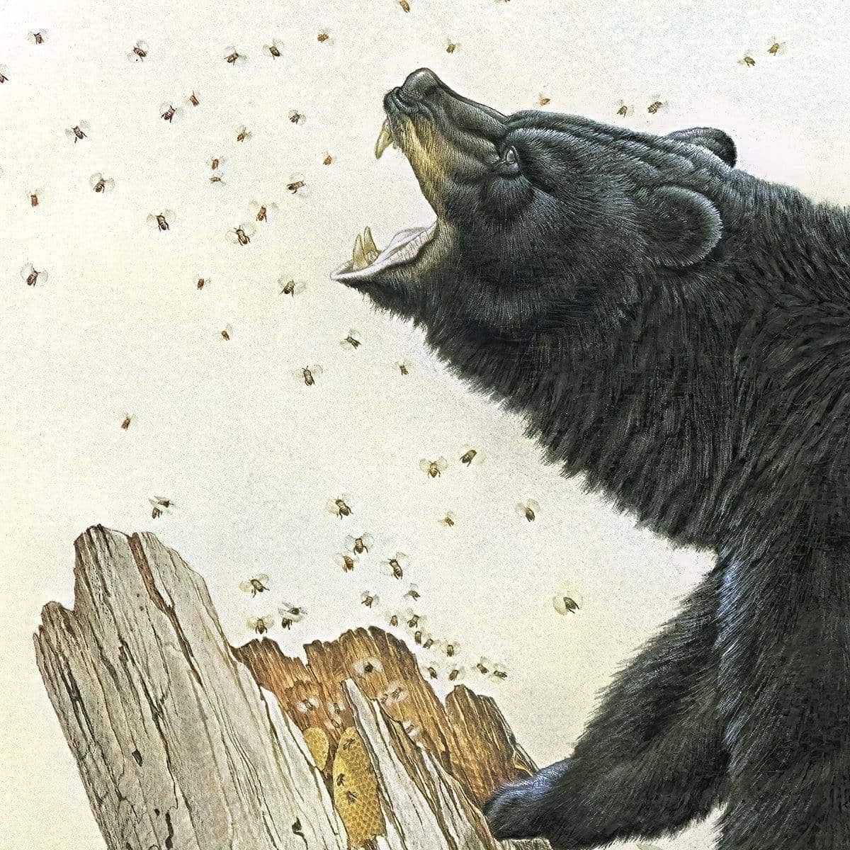 Black Bear and Honey Bees - Canvas Print | Artwork by Glen Loates