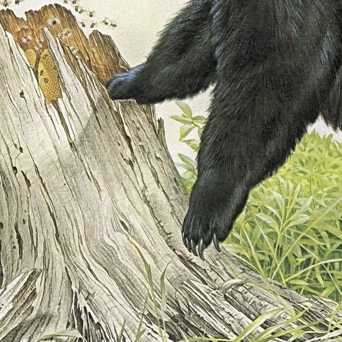 Black Bear and Honey Bees - Canvas Print | Artwork by Glen Loates
