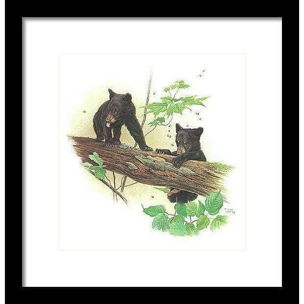 Black Bear Cubs - Framed Print | Artwork by Glen Loates