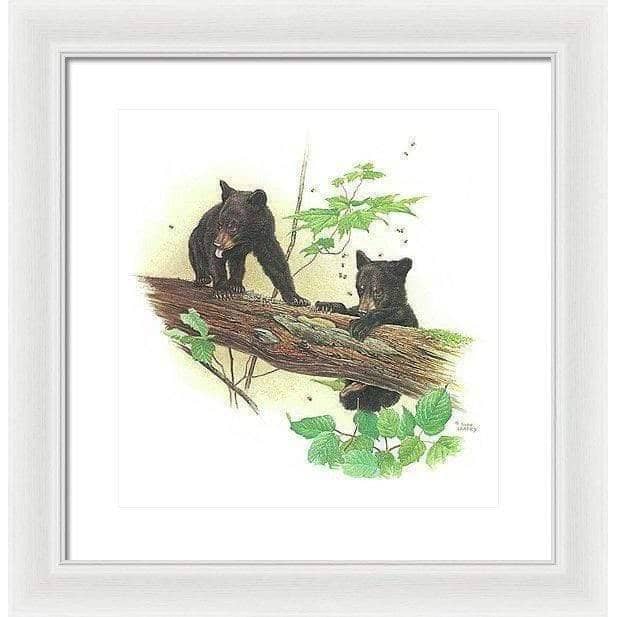 Black Bear Cubs - Framed Print | Artwork by Glen Loates