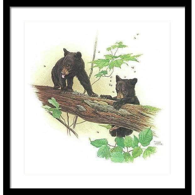 Black Bear Cubs - Framed Print | Artwork by Glen Loates