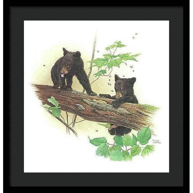 Black Bear Cubs - Framed Print | Artwork by Glen Loates