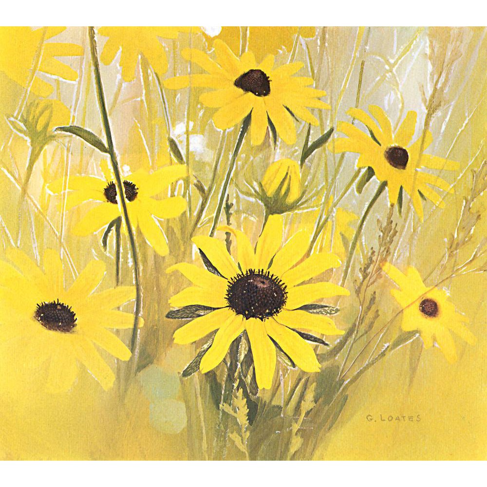 Black Eyed Susan - Framed Print | Artwork by Glen Loates