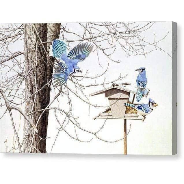 Blue Jays At My Feeder by Glen Loates, gallery canvas with mirrored wrapped edges