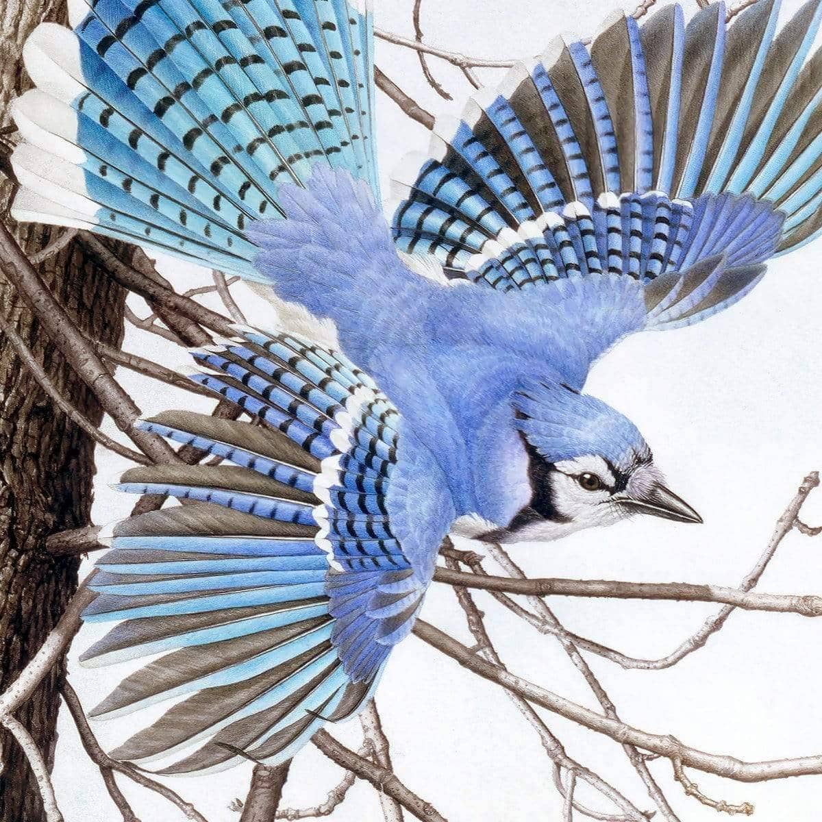Blue Jays At My Feeder - Framed Print | Artwork by Glen Loates