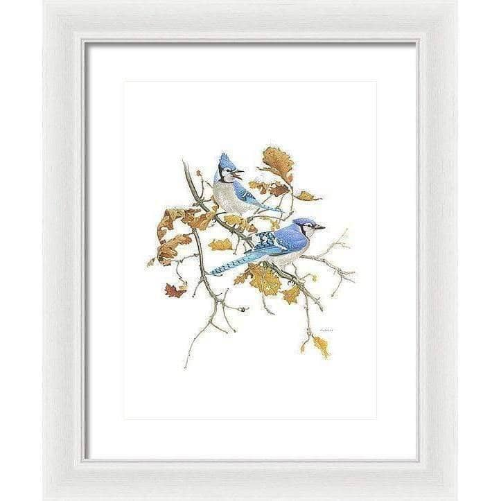 Blue Jays - Framed Print | Artwork by Glen Loates