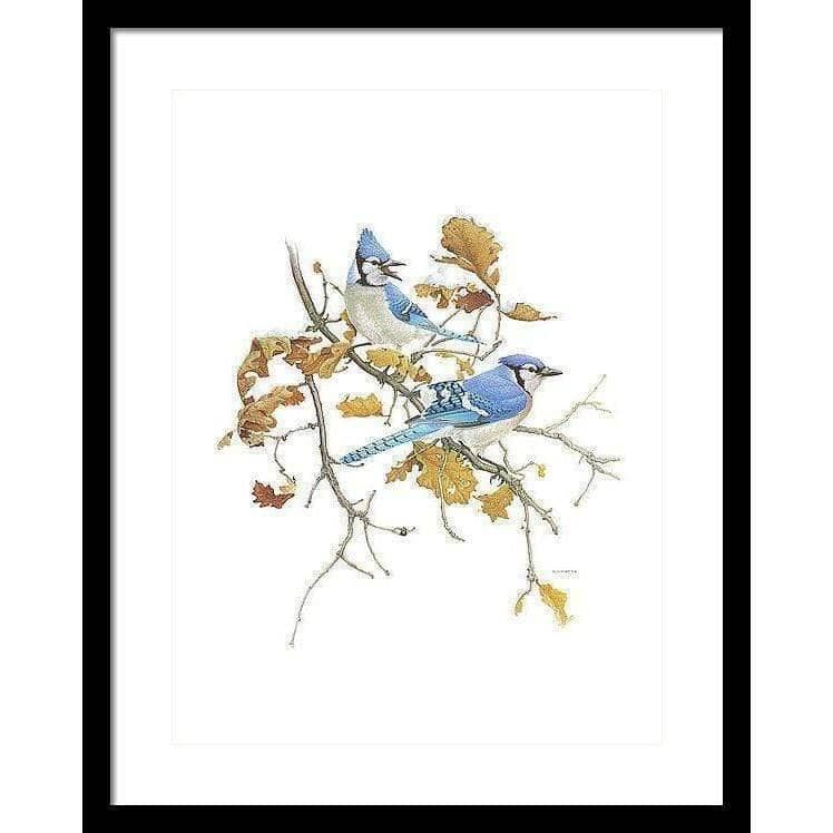 Blue Jays - Framed Print | Artwork by Glen Loates