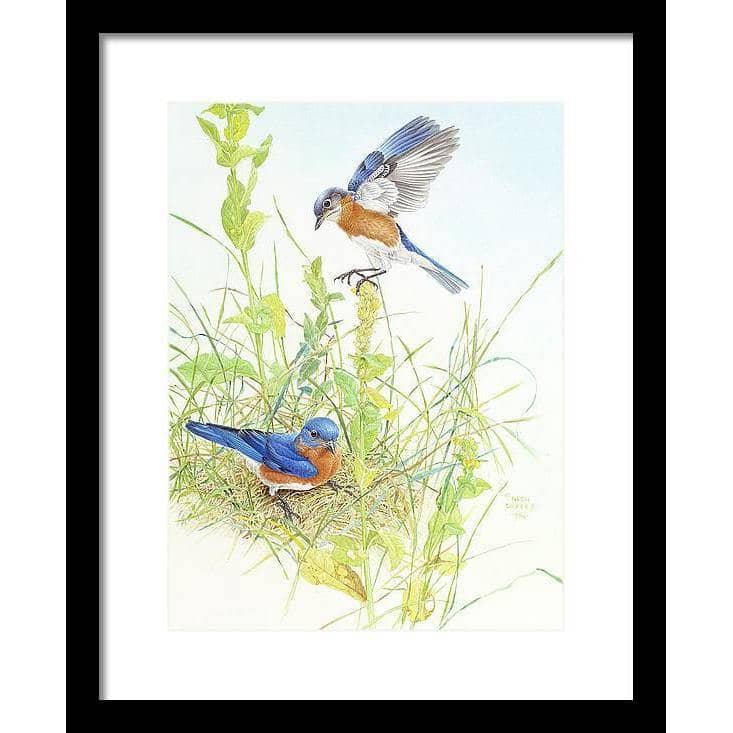 Bluebirds - Framed Print | Artwork by Glen Loates