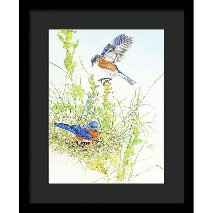 Bluebirds - Framed Print | Artwork by Glen Loates