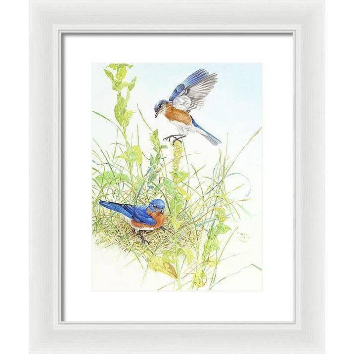 Bluebirds - Framed Print | Artwork by Glen Loates