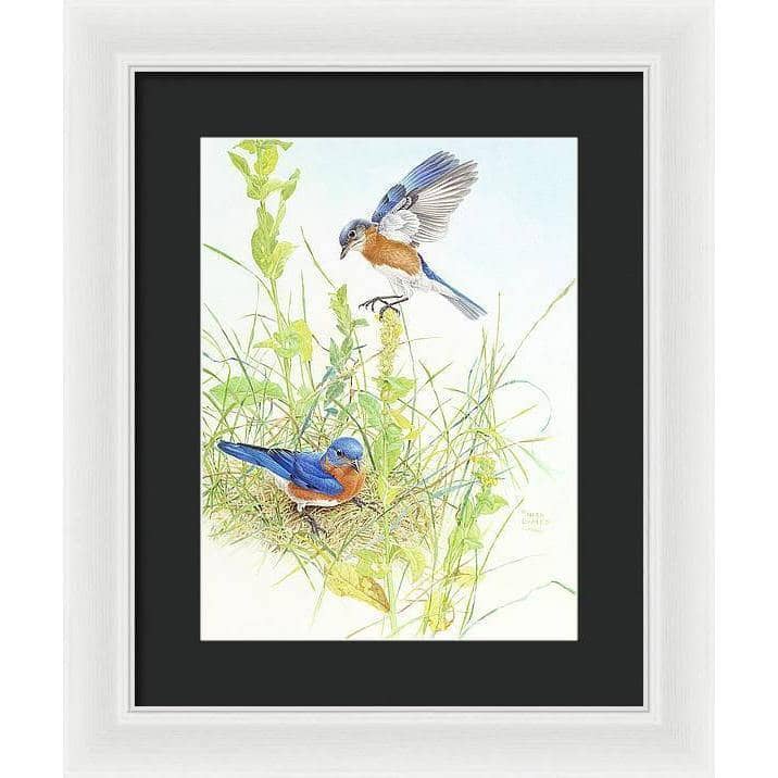 Bluebirds - Framed Print | Artwork by Glen Loates