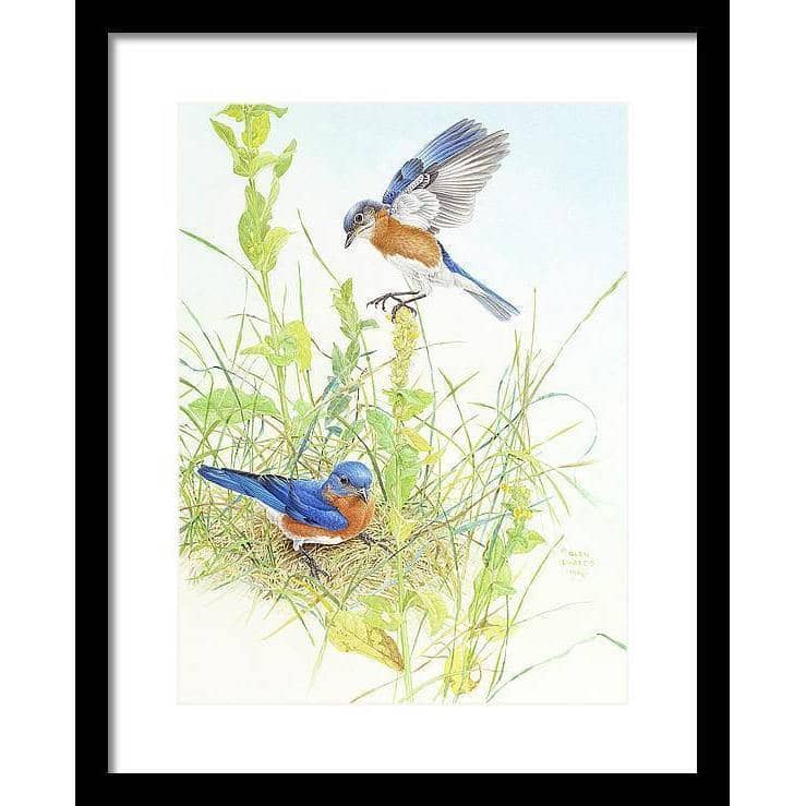 Bluebirds - Framed Print | Artwork by Glen Loates