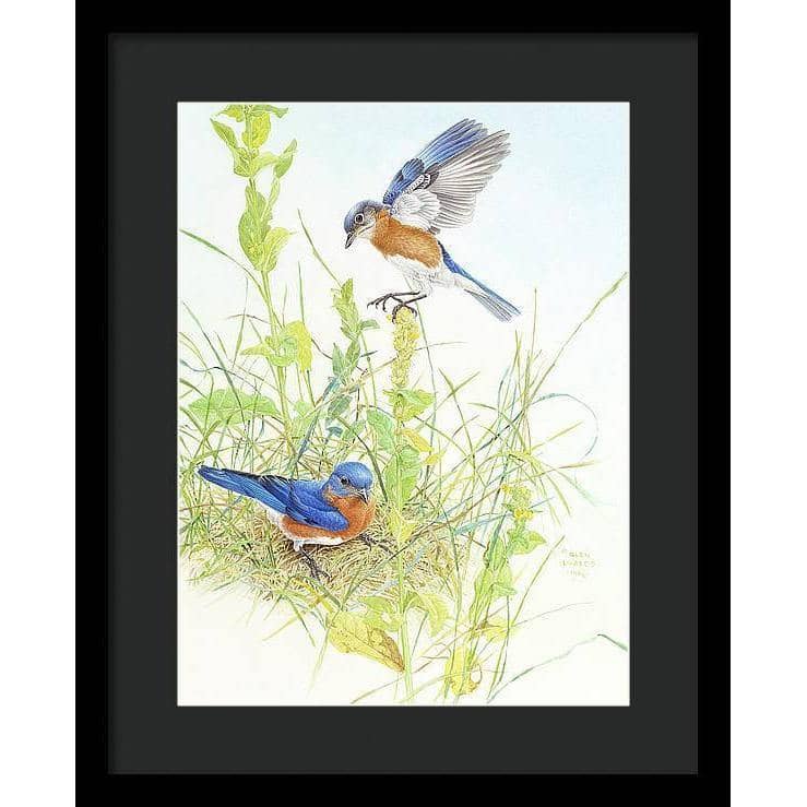 Bluebirds - Framed Print | Artwork by Glen Loates