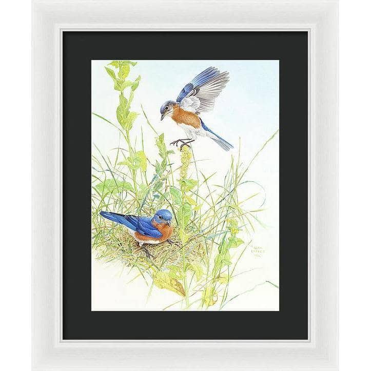Bluebirds - Framed Print | Artwork by Glen Loates
