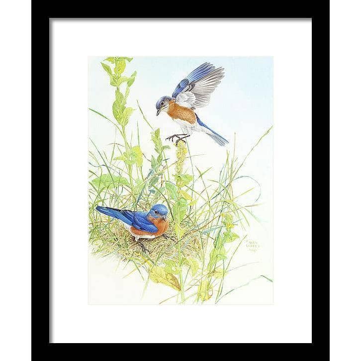 Bluebirds - Framed Print | Artwork by Glen Loates