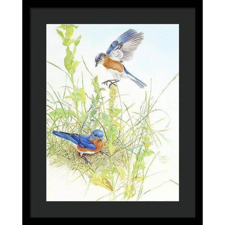 Bluebirds - Framed Print | Artwork by Glen Loates