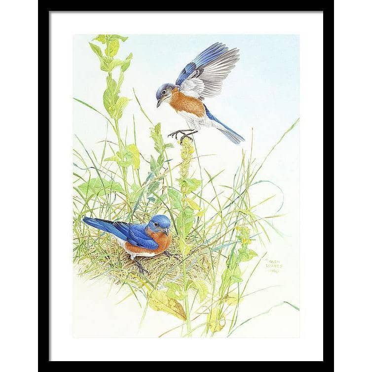 Bluebirds - Framed Print | Artwork by Glen Loates
