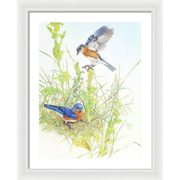 Bluebirds - Framed Print | Artwork by Glen Loates