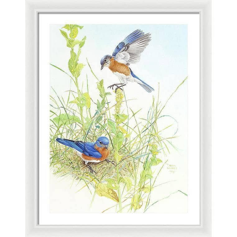 Bluebirds - Framed Print | Artwork by Glen Loates