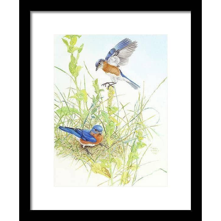 Bluebirds - Framed Print | Artwork by Glen Loates