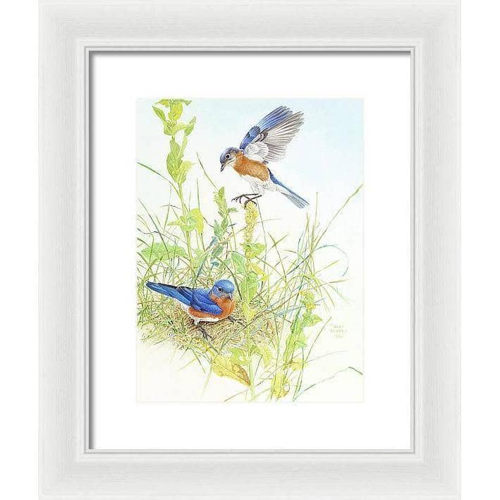 Bluebirds - Framed Print | Artwork by Glen Loates