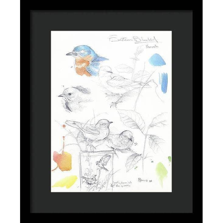 Bluebirds Study - Framed Print | Artwork by Glen Loates