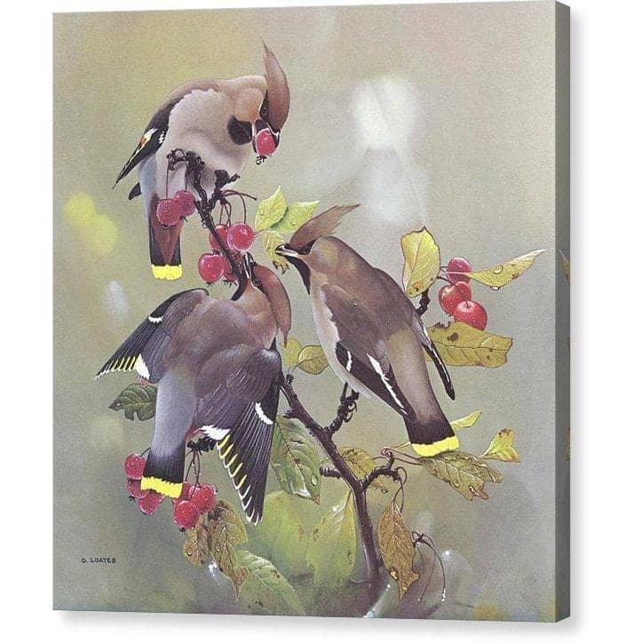 Jaseur boréal par Glen Loates, toile de galerie : des jaseurs boréaux se nourrissant de baies rouges parmi les feuilles d’automne