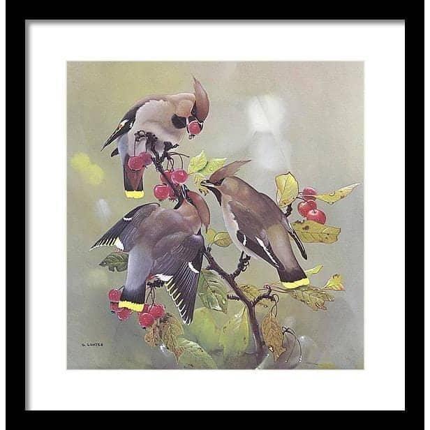 Bohemian Waxwing by Glen Loates, framed piece in a black frame with a white mat