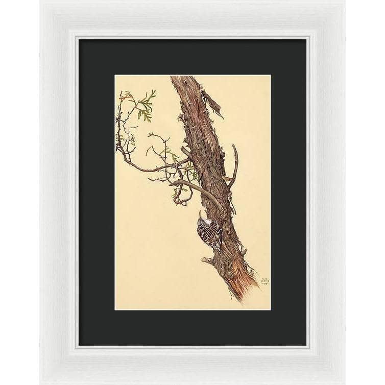 Brown Creeper - Framed Print | Artwork by Glen Loates