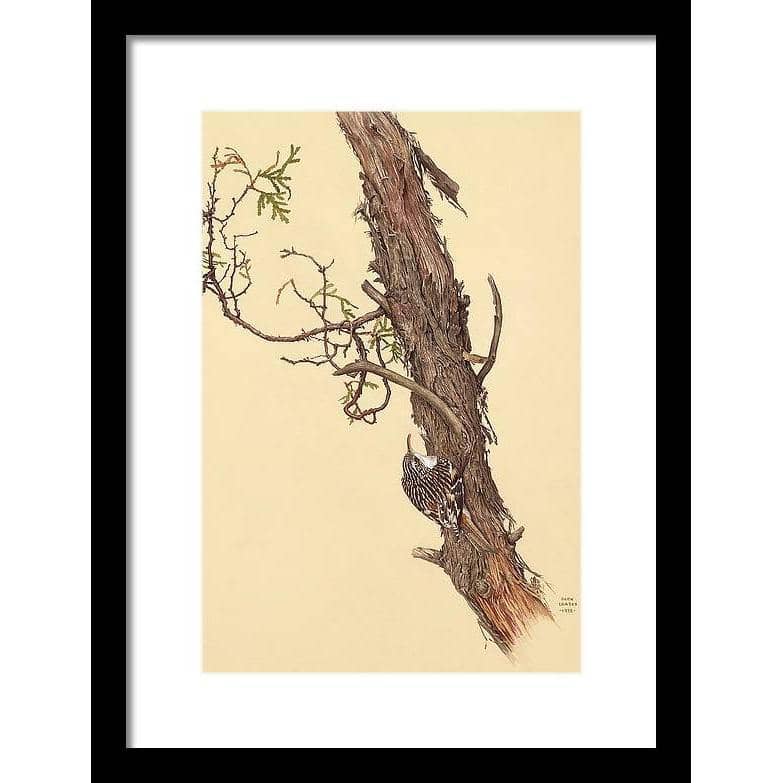 Brown Creeper - Framed Print | Artwork by Glen Loates