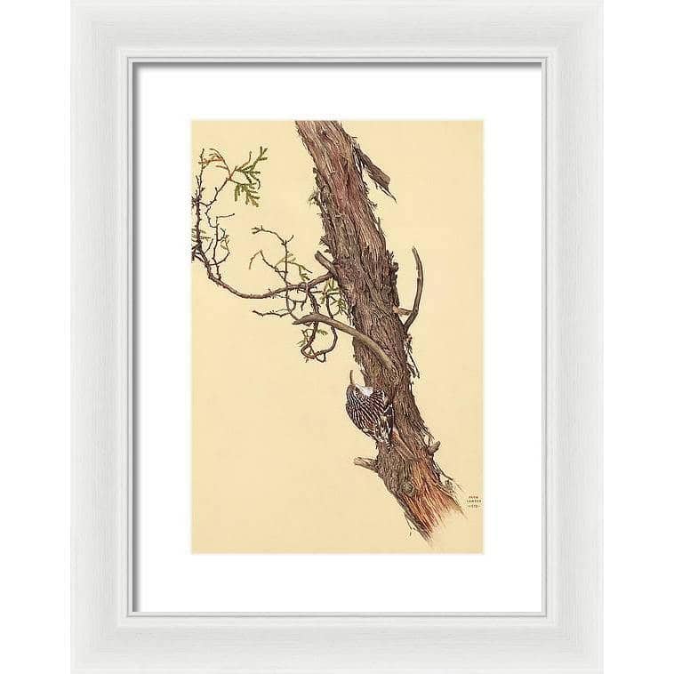 Brown Creeper - Framed Print | Artwork by Glen Loates