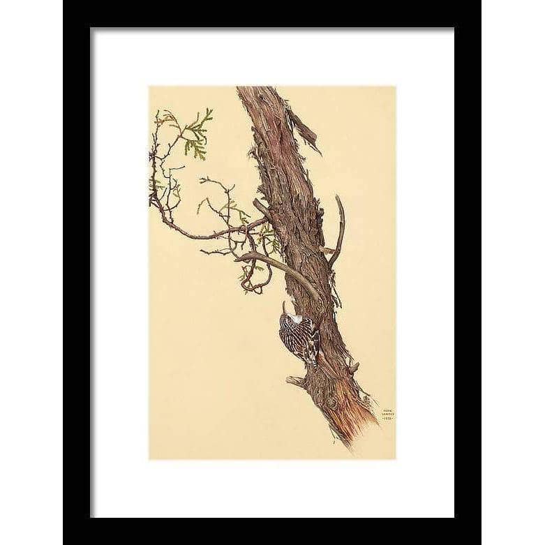 Brown Creeper by Glen Loates, framed piece: a brown creeper climbing the bark of a weathered tree trunk