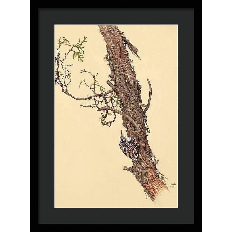 Brown Creeper - Framed Print | Artwork by Glen Loates