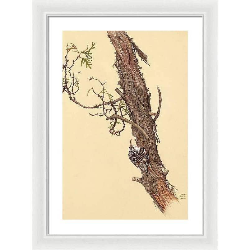 Brown Creeper - Framed Print | Artwork by Glen Loates