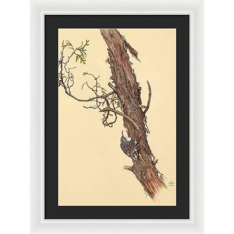 Brown Creeper - Framed Print | Artwork by Glen Loates