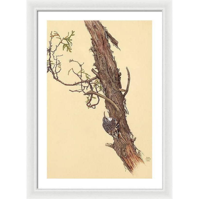 Brown Creeper - Framed Print | Artwork by Glen Loates