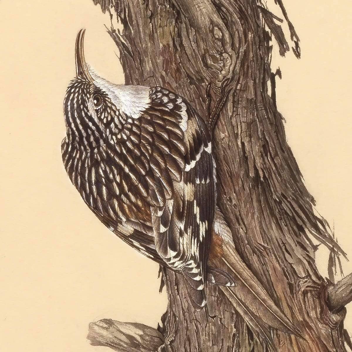 Brown Creeper - Framed Print | Artwork by Glen Loates