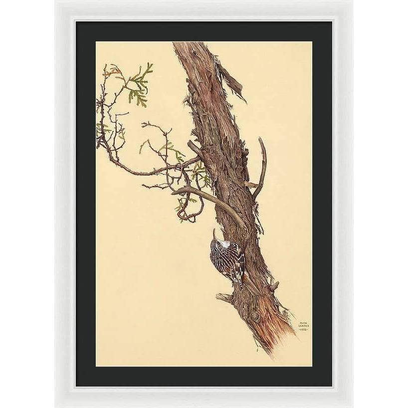 Brown Creeper - Framed Print | Artwork by Glen Loates